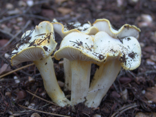 Hygrophorus-chrysodon-Batsch-Fr.-DSC03300