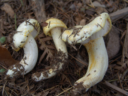 Hygrophorus-chrysodon-Batsch-Fr.-DSC03384