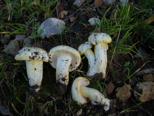 Hygrophorus-chrysodon-Batsch-Fr.-DSC03710