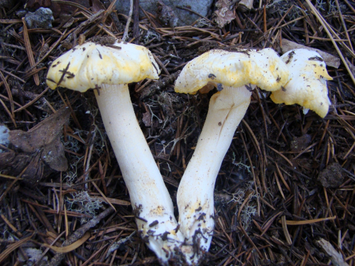 Hygrophorus-chrysodonBatsch-Fr.-DSC03641