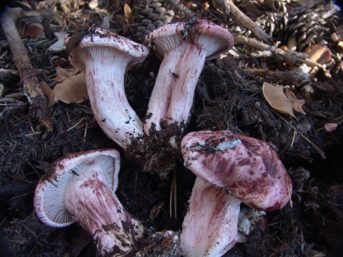 Hygrophorus-erubescens-Fr.-Fr.-DSC03257