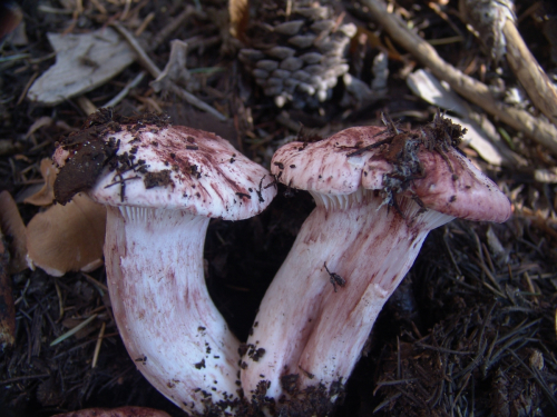 Hygrophorus-erubescens-Fr.-Fr.-DSC03258