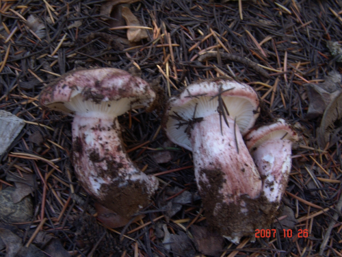Hygrophorus-erubescens-Fr.-Fr.-DSC04935