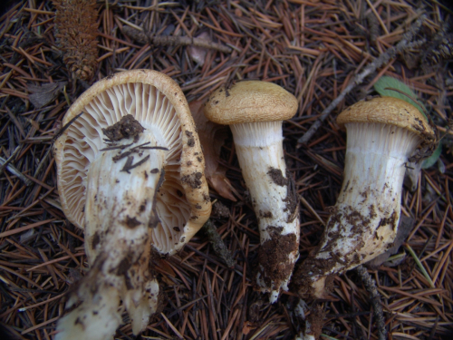 Hygrophorus-lucorum-Kalchbr.-DSC03339