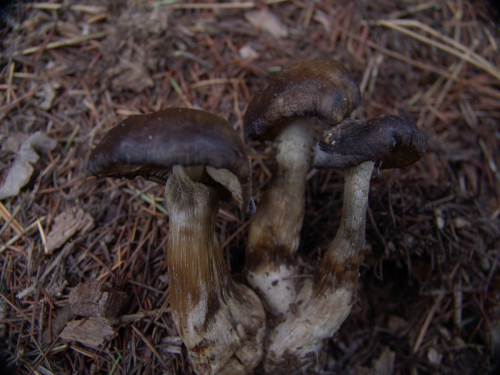 Hygrophorus-olivaceoalbus-Fr.-Fr.-DSC03382