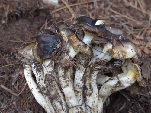 Hygrophorus-olivaceoalbus-Fr.-Fr.-DSC03383