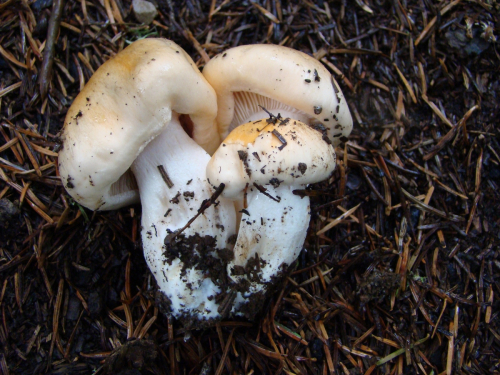 Hygrophorus-pudorinus-DSC03403