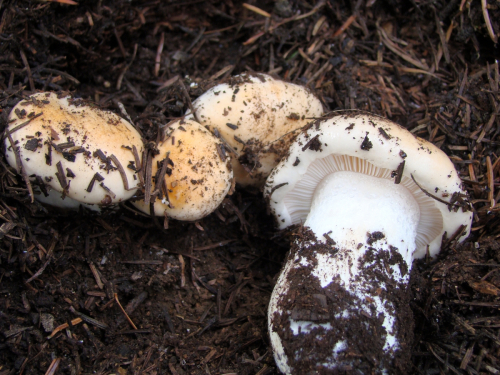 Hygrophorus-pudorinus-Fr.-Fr.-DSC03341