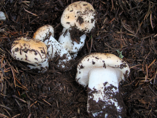 Hygrophorus-pudorinus-Fr.-Fr.-DSC03342
