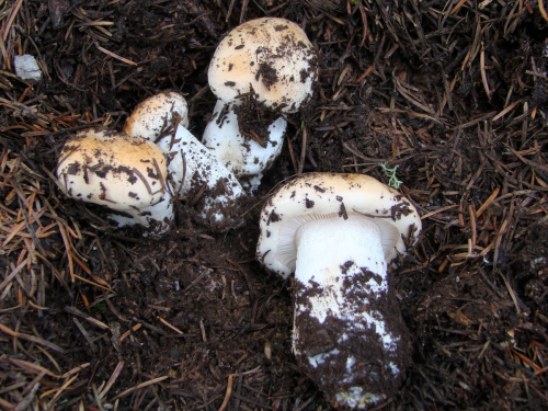 Hygrophorus-pudorinus-Fr.-Fr.-DSC03343