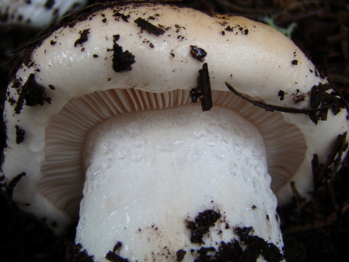 Hygrophorus-pudorinus-Fr.-Fr.-DSC03344