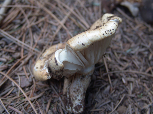Hygrophorus-pudorinus-Fr.-Fr.-DSC03455