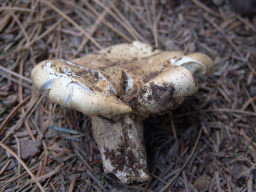 Hygrophorus-pudorinus-Fr.-Fr.-DSC03456