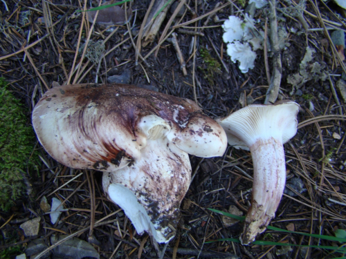 Hygrophorus-russula-Schaeff.-Kauffman-DSC03625