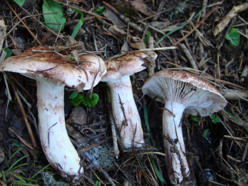 Hygrophorus-russula-Schaeff.-Kauffman-DSC03681