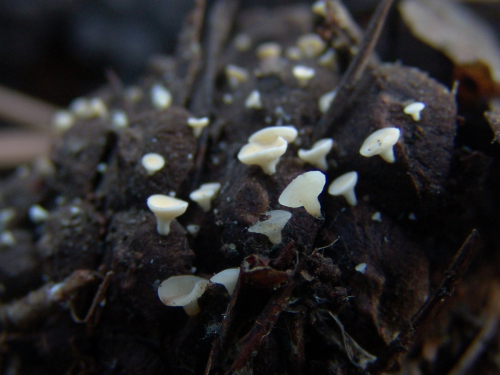 Hymenoscyphus-lutescens-Hedw.-W.-Phillips-DSC03330