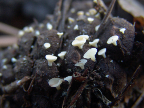 Hymenoscyphus-lutescens-Hedw.-W.-Phillips-DSC03331