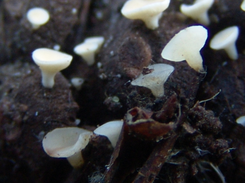 Hymenoscyphus-lutescens-Hedw.-W.-Phillips-DSC03332