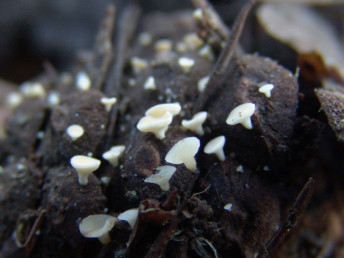 Hymenoscyphus-lutescens-Hedw.-W.-Phillips-DSC03333