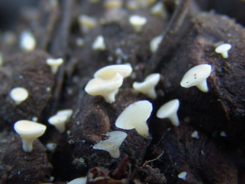 Hymenoscyphus-lutescens-Hedw.-W.-Phillips-DSC03334