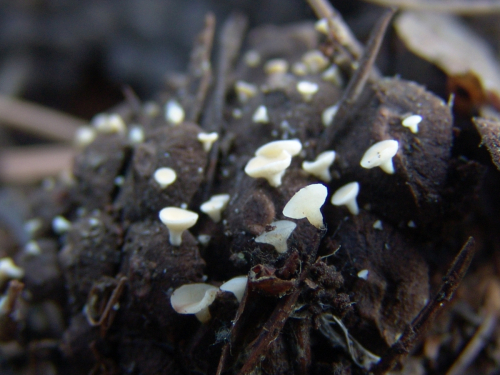 Hymenoscyphus-lutescens-Hedw.-W.-Phillips-DSC03335