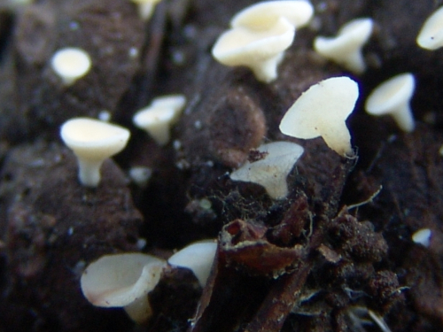 Hymenoscyphus-lutescens-Hedw.-W.-Phillips-DSC03336