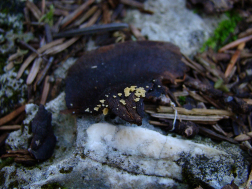 Hymenoscyphus-lutescens-Hedw.-W.-Phillips-DSC03799