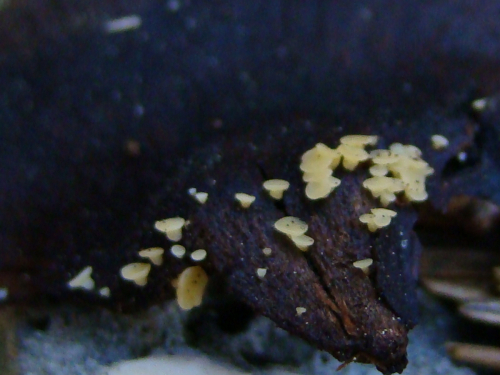 Hymenoscyphus-lutescens-Hedw.-W.-Phillips-DSC03800