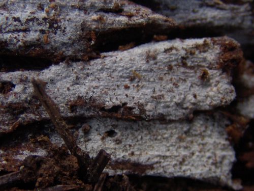 Hyphoderma-argillaceum-Bres.-Donk-DSC03460