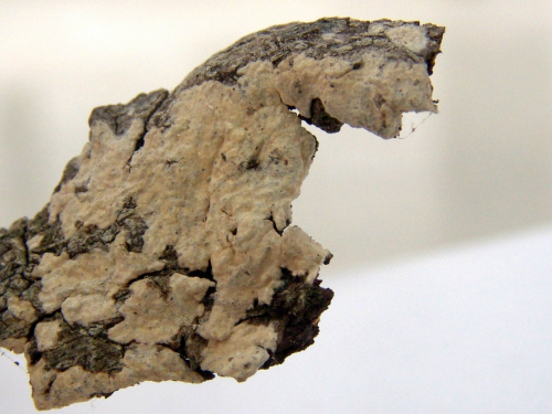 Hyphoderma-cremeoalbum-Hohn.-Litsch.-Julich-DSC02401-2