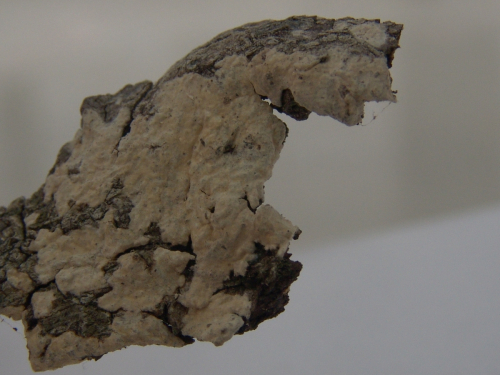 Hyphoderma-cremeoalbum-Hohn.-Litsch.-Julich-DSC02401