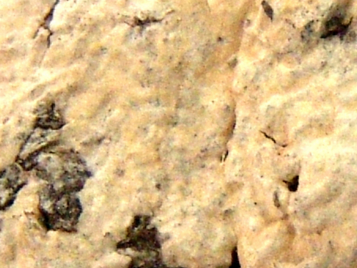 Hyphoderma-cremeoalbum-Hohn.-Litsch.-Julich-DSC02402-2