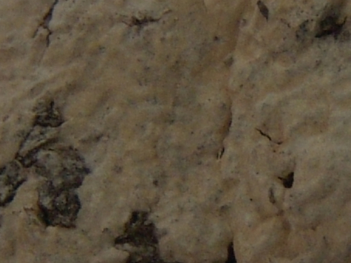 Hyphoderma-cremeoalbum-Hohn.-Litsch.-Julich-DSC02402
