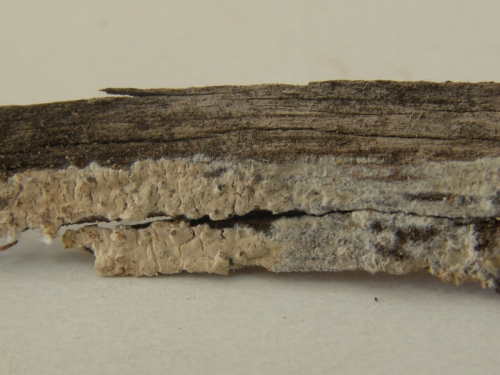 Hyphoderma-multicystiatum-Ryvarden-DSC02395