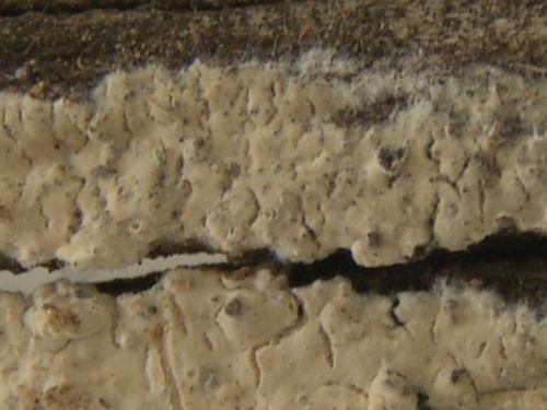 Hyphoderma-multicystiatum-Ryvarden-DSC02396