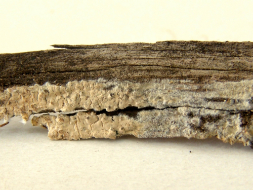 Hyphoderma-multicystidiatum-Ryvarden-DSC02395