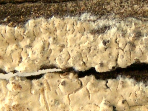 Hyphoderma-multicystidiatum-Ryvarden-DSC02396