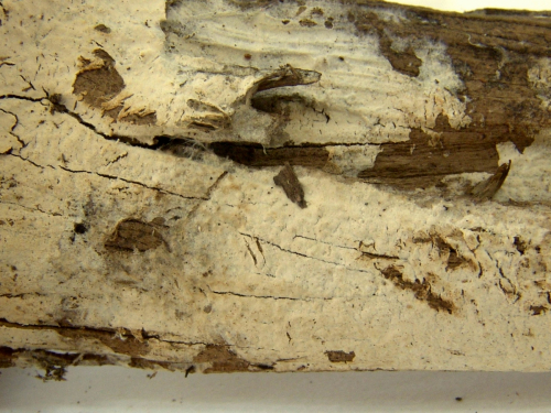 Hyphoderma-obtusum-J.-Erikss.-DSC02403-2