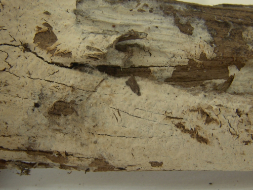Hyphoderma-obtusum-J.-Erikss.-DSC02403