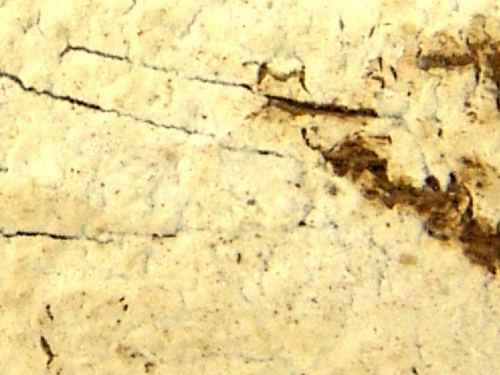 Hyphoderma-obtusum-J.-Erikss.-DSC02404-2