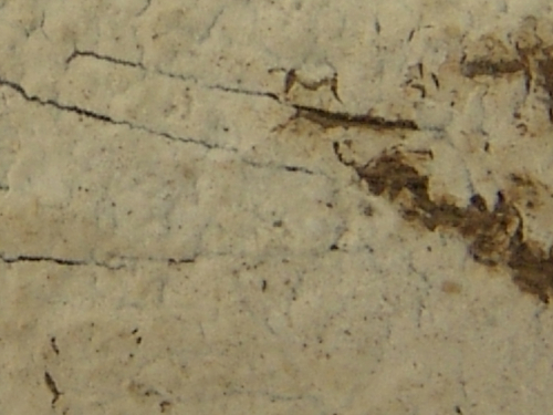 Hyphoderma-obtusum-J.-Erikss.-DSC02404