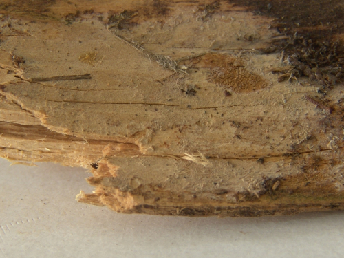Hyphoderma-occidentale-D.P.-Rogers-Boidin-Gilles-DSC02399
