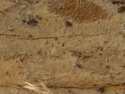 Hyphoderma-occidentale-D.P.-Rogers-Boidin-Gilles-DSC02400