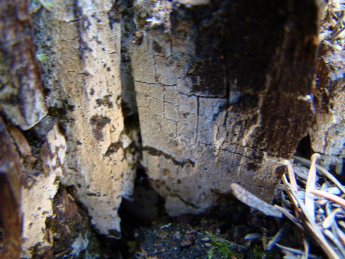 Hyphodontia-alutaria-Burt-J.-Erikss.-DSC01490