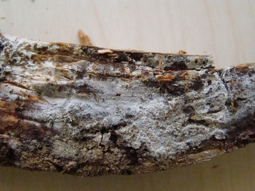 Hyphodontia-alutaria-Burt-J.-Erikss.-DSC01556