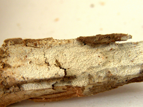 Hyphodontia-alutaria-Burt-J.-Erikss.-DSC02380-2