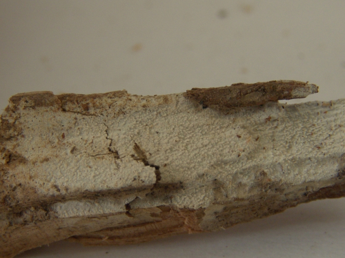 Hyphodontia-alutaria-Burt-J.-Erikss.-DSC02380