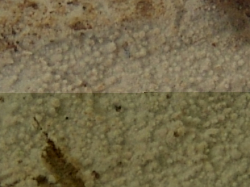 Hyphodontia-alutaria-Burt-J.-Erikss.-DSC02381
