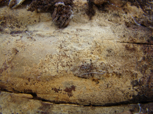 Hyphodontia-arguta-Fr.-J.-Erikss.-DSC01507
