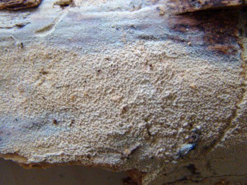 Hyphodontia-arguta-Fr.-J.-Erikss.-DSC01523
